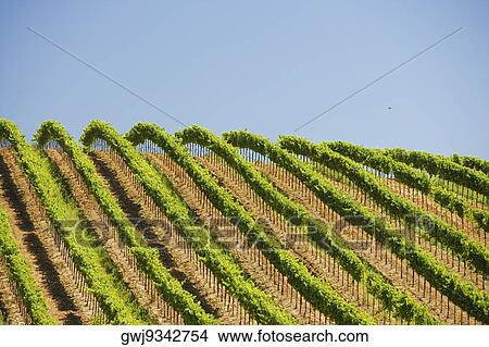 Vineyard on a rolling landscape View Large Photo Image Picture - Vineyard on a rolling landscape. Fotosearch