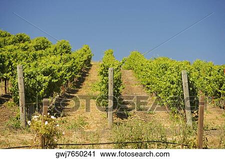 Vineyard on a rolling landscape View Large Photo Image Stock Image - Vineyard on a rolling landscape. Fotosearch