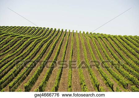 Vineyard on a rolling landscape View Large Photo Image Stock Photograph - Vineyard on a rolling landscape. Fotosearch