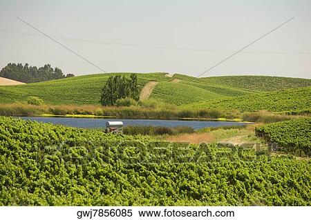 Stock Photography - Vineyard on a rolling landscape. Fotosearch