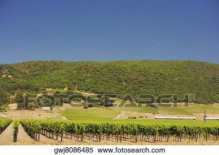 Vineyard on a rolling landscape View Large Photo Image Stock Photography - Vineyard on a rolling landscape. Fotosearch