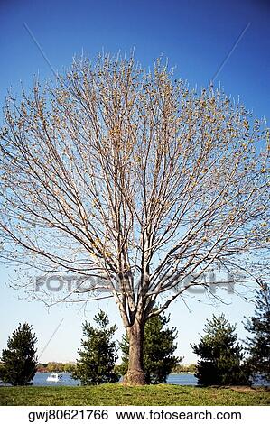Stock Photograph - Blooming tree in a garden, Washington DC, USA. Fotosearch