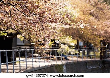 Picture - Cherry trees around the Tidal Basin, Washington DC, USA. Fotosearch