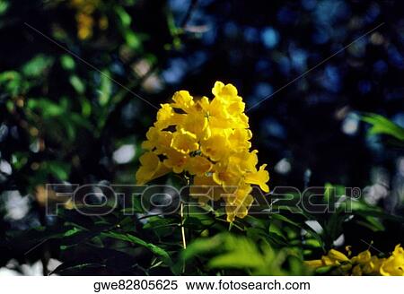 Close-up of a bunch of flowers View Large Photo Image Stock Photography - Close-up of a bunch of flowers. Fotosearch