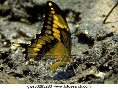 Close-up of a butterfly View Large Photo Image Stock Image - Close-up of a butterfly. Fotosearch