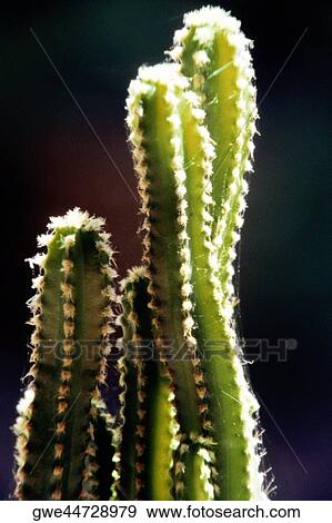 Stock Photo - Close-up of a cactus plant. Fotosearch