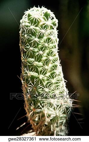 Close-up of a cactus View Large Photo Image Stock Image - Close-up of a cactus. Fotosearch