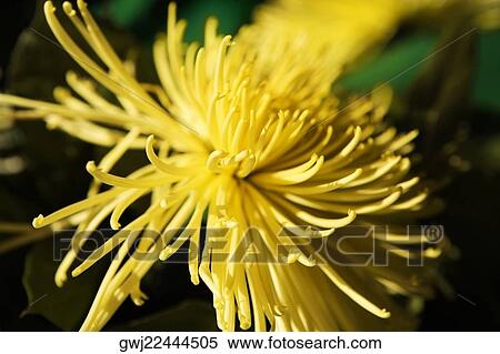 Close-up of a Chrysanthemum (Spider mum), Washington DC, USA View Large Photo Image Stock Photography - Close-up of a Chrysanthemum (Spider mum), Washington DC, USA. Fotosearch