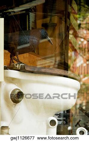 Close-up of a crow perching on a toilet in a display window, Boston, Massachusetts, USA View Large Photo Image Stock Photo - Close-up of a crow perching on a toilet in a display window, Boston, Massachusetts, USA. Fotosearch
