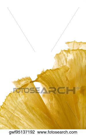 Close-up of a dessert wafer View Large Photo Image Stock Image - Close-up of a dessert wafer. Fotosearch