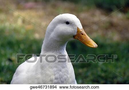 Close-up of a duck View Large Photo Image Picture - Close-up of a duck. Fotosearch
