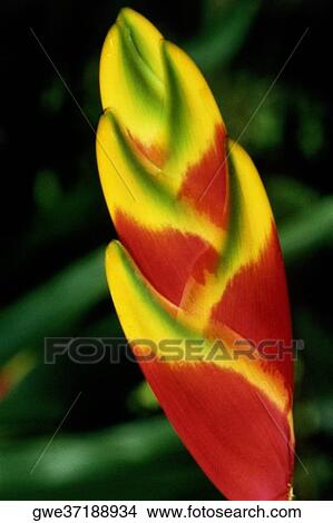 Picture - Close-up of a flower bud. Fotosearch