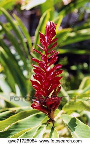 Close-up of a flower View Large Photo Image Picture - Close-up of a flower. Fotosearch