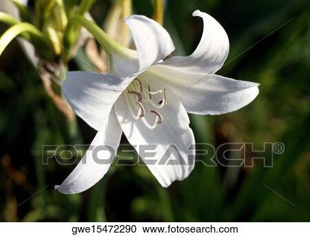 Close-up of a flower View Large Photo Image Stock Image - Close-up of a flower. Fotosearch