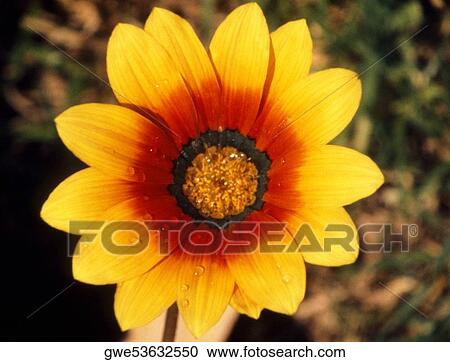 Close-up of a flower View Large Photo Image Stock Image - Close-up of a flower. Fotosearch