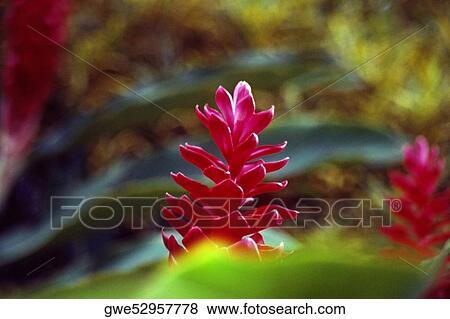 Close-up of a flower View Large Photo Image Stock Photo - Close-up of a flower. Fotosearch