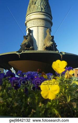 Close-up of a flowering plant in front of a water fountain, Boston, Massachusetts, USA View Large Photo Image Stock Image - Close-up of a flowering plant in front of a water fountain, Boston, Massachusetts, USA. Fotosearch