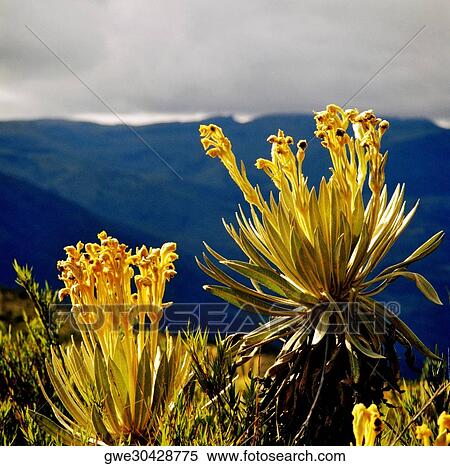 Close-up of a flowering plant View Large Photo Image Stock Photography - Close-up of a flowering plant. Fotosearch