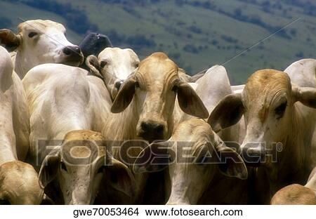 Close-up of a herd of cow View Large Photo Image Picture - Close-up of a herd of cow. Fotosearch