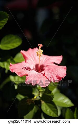 Close-up of a hibiscus flower (Hibiscus Rosa-sinensis), Washington DC, USA View Large Photo Image Picture - Close-up of a hibiscus flower (Hibiscus Rosa-sinensis), Washington DC, USA. Fotosearch