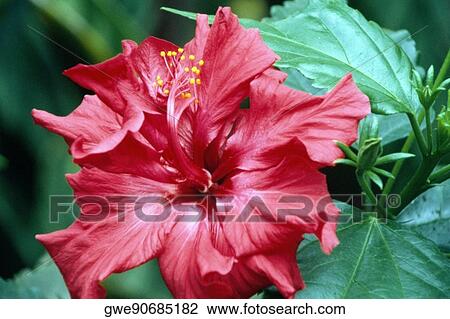 Close-up of a Hibiscus View Large Photo Image Stock Image - Close-up of a Hibiscus. Fotosearch