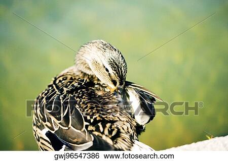 Close-up of a Mallard Duck (Female), Washington DC, USA View Large Photo Image Stock Photograph - Close-up of a Mallard Duck (Female), Washington DC, USA. Fotosearch