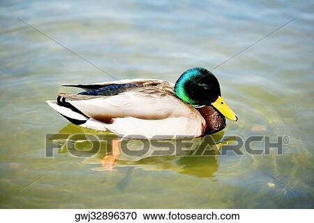 Close-up of a Mallard Duck (Male), Washington DC, USA View Large Photo Image Stock Image - Close-up of a Mallard Duck (Male), Washington DC, USA. Fotosearch
