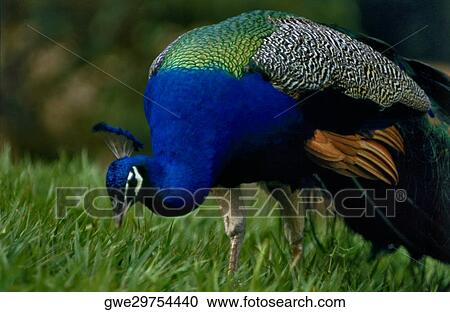 Close-up of a peacock View Large Photo Image Stock Image - Close-up of a peacock. Fotosearch