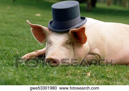 Close-up of a pig wearing a hat View Large Photo Image Stock Image - Close-up of a pig wearing a hat. Fotosearch