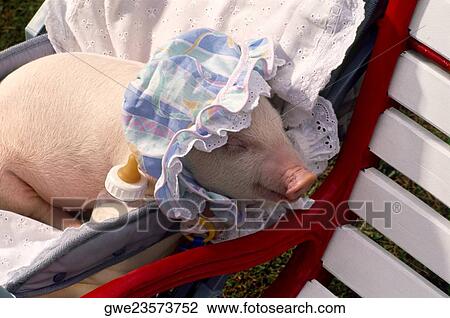 Close-up of a piglet sleeping on a chair View Large Photo Image Stock Image - Close-up of a piglet sleeping on a chair. Fotosearch