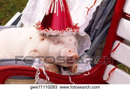Close-up of a piglet wearing a birthday hat View Large Photo Image Stock Image - Close-up of a piglet wearing a birthday hat. Fotosearch