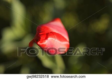 Stock Photo - Close-up of a red tulip, Washington DC, USA. Fotosearch