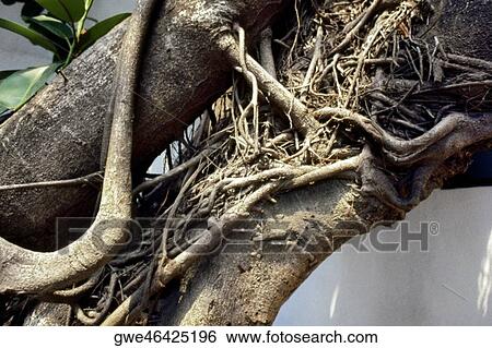 Close-up of a tree trunk View Large Photo Image Stock Photograph - Close-up of a tree trunk. Fotosearch