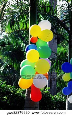 Stock Image - Close-up of colorful balloons tied to a palm tree. Fotosearch
