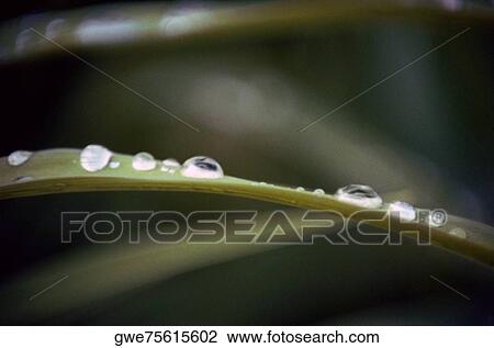 Stock Image - Close-up of dew on leaves. Fotosearch