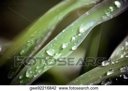 Close-up of dew on leaves View Large Photo Image Stock Image - Close-up of dew on leaves. Fotosearch