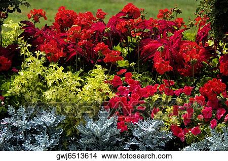 Close-up of flowers in a park, Boston, Massachusetts, USA View Large Photo Image Picture - Close-up of flowers in a park, Boston, Massachusetts, USA. Fotosearch