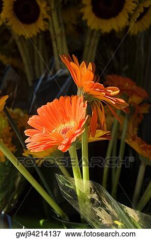 Close-up of flowers, New York City, New York State, USA View Large Photo Image Stock Photo - Close-up of flowers, New York City, New York State, USA. Fotosearch