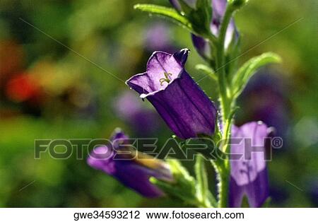 Close-up of flowers View Large Photo Image Stock Image - Close-up of flowers. Fotosearch