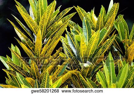 Close-up of leaves View Large Photo Image Stock Photo - Close-up of leaves. Fotosearch