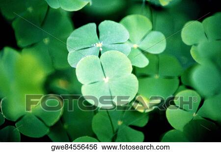 Stock Photograph - Close-up of leaves. Fotosearch