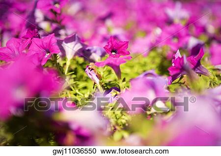 Close-up of pink flowers, Washington DC, USA View Large Photo Image Stock Image - Close-up of pink flowers, Washington DC, USA. Fotosearch