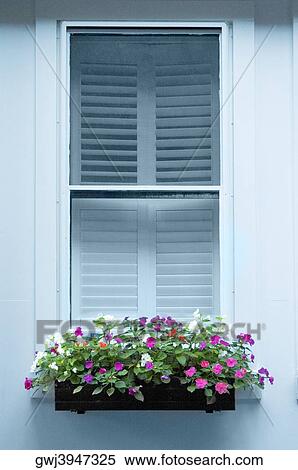 Stock Photography - Close-up of plants in a box on a window, Boston, Massachusetts, USA. Fotosearch