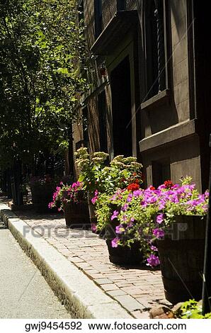 Close-up of potted plants on the sidewalk, Boston, Massachusetts, USA View Large Photo Image Stock Image - Close-up of potted plants on the sidewalk, Boston, Massachusetts, USA. Fotosearch