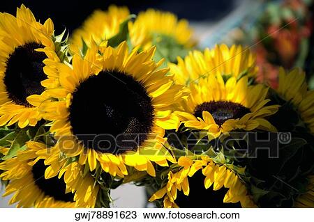 Close-up of sunflowers (Helianthus Annuus), Washington DC, USA View Large Photo Image Stock Image - Close-up of sunflowers (Helianthus Annuus), Washington DC, USA. Fotosearch