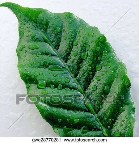 Close-up of water drops on a leaf View Large Photo Image Stock Image - Close-up of water drops on a leaf. Fotosearch