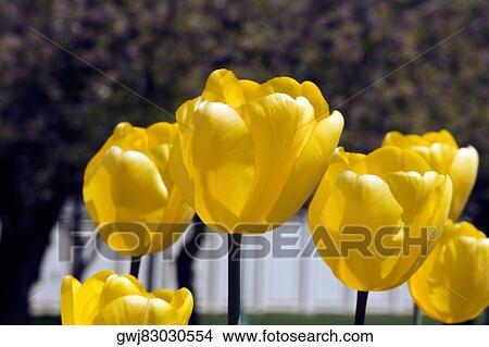 Close-up of yellow tulips, Washington DC, USA View Large Photo Image Picture - Close-up of yellow tulips, Washington DC, USA. Fotosearch