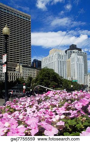 Flower beds in front of buildings, Boston, Massachusetts, USA View Large Photo Image Stock Photo - Flower beds in front of buildings, Boston, Massachusetts, USA. Fotosearch