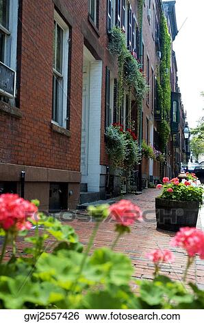 Flowering plants in front of a building, Boston, Massachusetts, USA View Large Photo Image Stock Photograph - Flowering plants in front of a building, Boston, Massachusetts, USA. Fotosearch