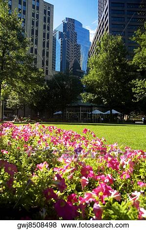 Flowers in a park, Norman Leventhal park, Boston, Massachusetts, USA View Large Photo Image Stock Photo - Flowers in a park, Norman Leventhal park, Boston, Massachusetts, USA. Fotosearch